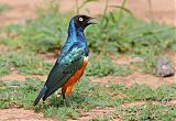 Superb Starling